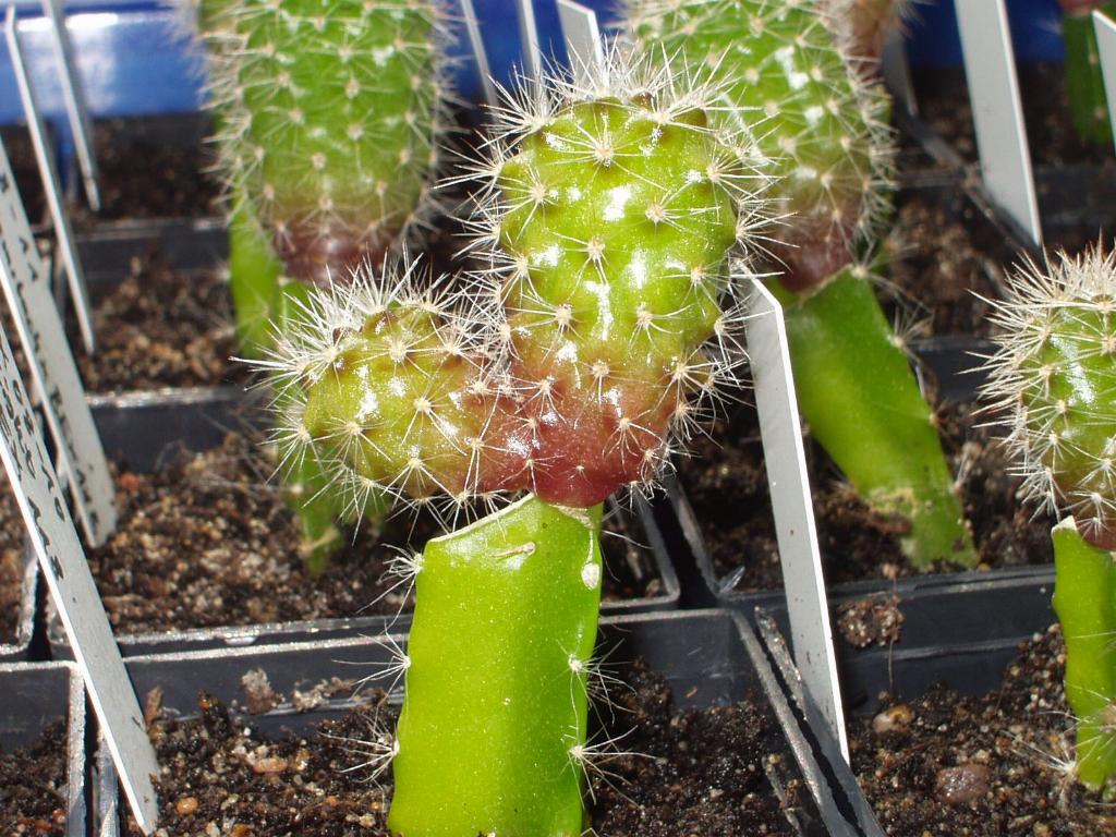 Eigene Echinopsis/Foto 4.jpg